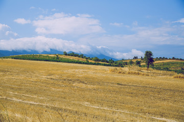 Fototapeta na wymiar Greek Republic. Fields and mountains, grass and trees. In the distance mountains and sky. 13. Sep. 2019