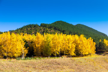 Fototapeta premium Autumn landscape. Yellow and green trees. Mountains and bright blue sky.