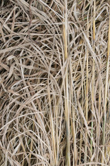 texture of dry hay, mowed dry grass texture