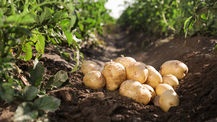 Pile of ripe potatoes on ground in field © New Africa
