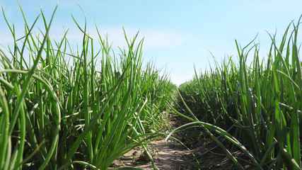 Young green onions in field on sunny day