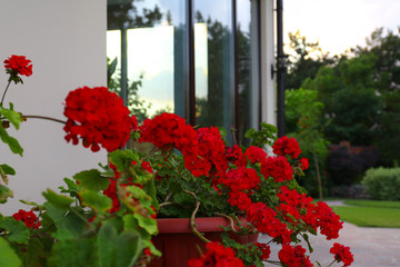 Red potted geranium at house near modern garden