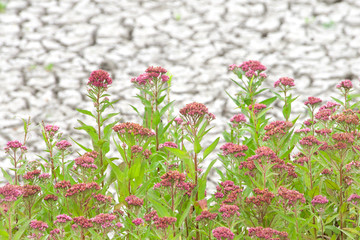 Swamp milkweed growing in drought parched marshland. Also called rose milkweed, rose milk flower, swamp silkweed, or white Indian hemp, is a herbaceous perennial plant species native to North America