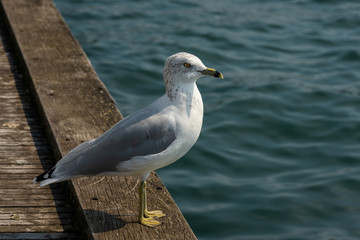 seagull on the beach