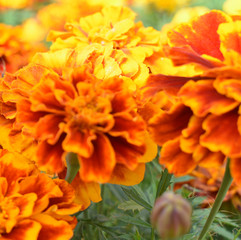 Fototapeta premium orange marigolds