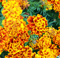 yellow flowers on a black background