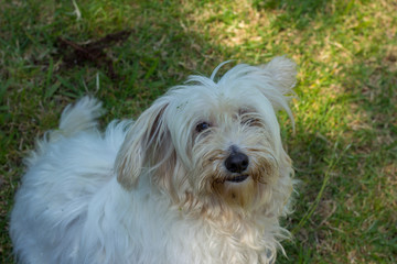 Chien dans le jardin