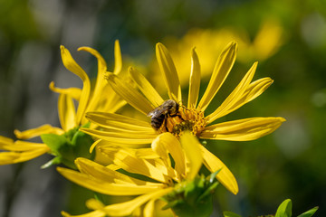 bee on a yellow flower