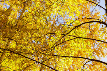 Autumn. Beautiful yellow birch leaves and branches of larch trees on a background of blue clear sky. Natural background. Place to insert text.