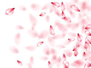 Pink sakura flower flying petals isolated on white vector background.