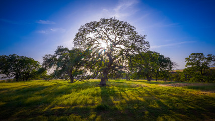 The sun shining through a majestic green oak tree in a meadow, with clear blue skies in the background