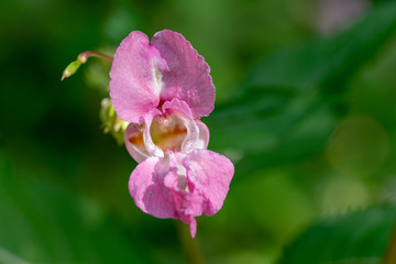 pink orchid in garden