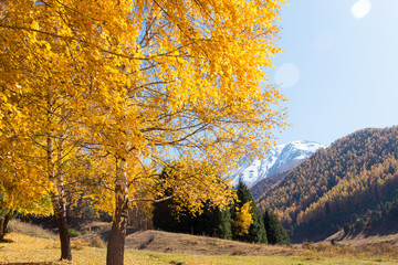 Autumn landscape. Yellow and green trees. Mountains and bright blue sky.