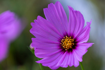 Obraz premium close up of a pink flower