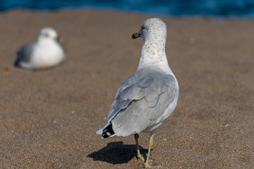 seagull looking back on the beach