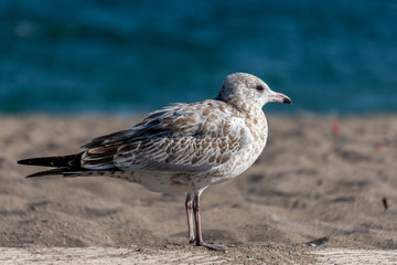 seagull on the beach