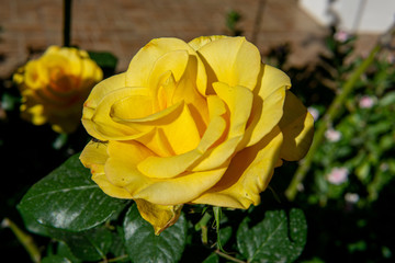 yellow rose in garden