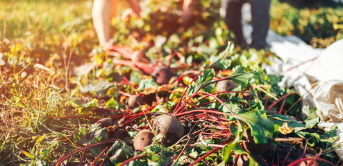 Farmer hands holding a bunch of freshly harvested beetroots and a garden spade