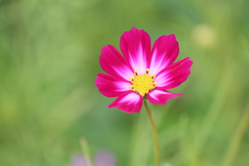 コスモス