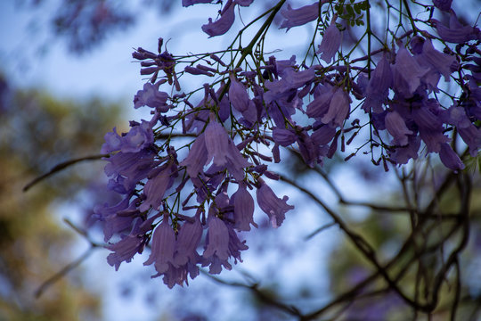 Flor morada de jacaranda, tarco  o gualanday florece cada primavera en la Ciudad de M&eacute;xico