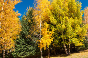 Autumn. Natural background from different trees - birch and Christmas trees. Multi-colored paints - yellow, green, orange.