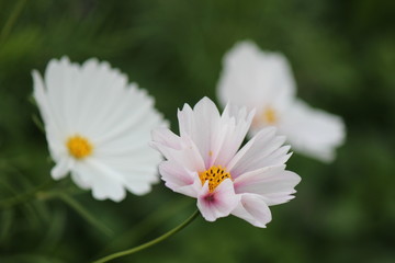 コスモス