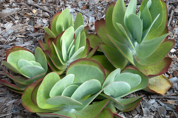 Sydney Australia,  variety of the Kalanchoe succulent plant