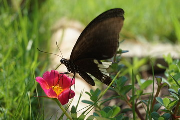 butterfly on a flower