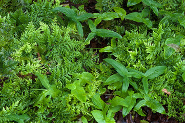 Sydney Australia, garden bed of ferns still damp after rain