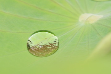 Raindrop on green lotus leaves background