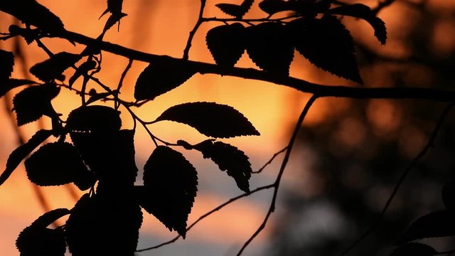 Evening sunset with eloquent leaves and branches.