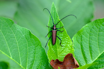 Aromia moschata longhorn beetle posing on green leaves, big musk beetle with long antennae and beautiful greenish metallic body