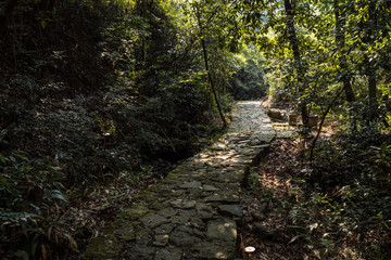 stone paved path inside park with trees on both sides and green moss cover on the surface with fallen leaves cover on the sides