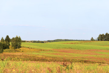 Fototapeta na wymiar Beautiful countryside landscape - field, sky, trees. Summer rural theme