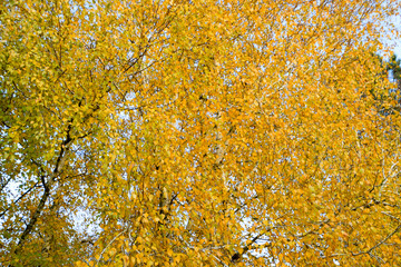 Fototapeta premium Yellow leaves on birch branches. Autumn came to the birch grove