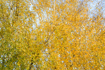 Fototapeta premium Yellow leaves on birch branches. Autumn came to the birch grove