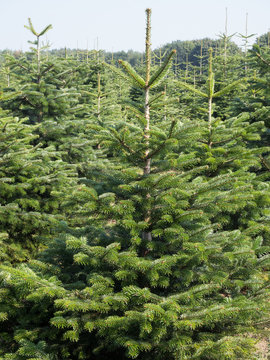 Weihnachtsbaum - Nordmanntannen in einer Tannenschonung