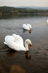 white swans on a forest lake swim beautifully