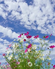 秋の空にコスモスの花が映える