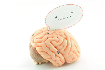 human brain anatomy model