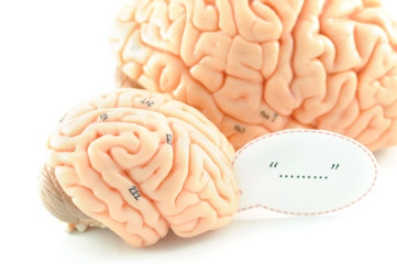 human brain anatomy model