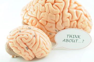 human brain anatomy model