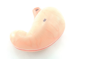 human stomach anatomy model