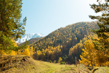 Autumn landscape. Yellow and green trees. Mountains and bright blue sky.