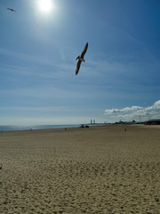 Seagull flying over Great Yarmouth beach nearly empty on sunny day with wind farm part parts in the background.