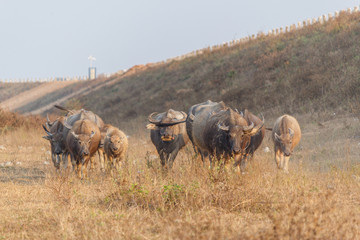 Buffalo on field