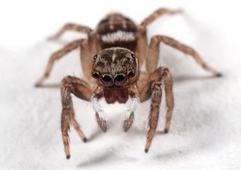 Macro Photo of Jumping Spider Isolated on White Floor