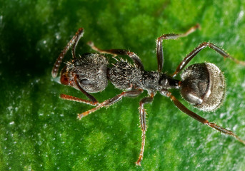 Macro Photo of Black Garden Ant on Green Leaf