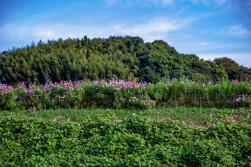 Obraz premium 矢勝川の彼岸花