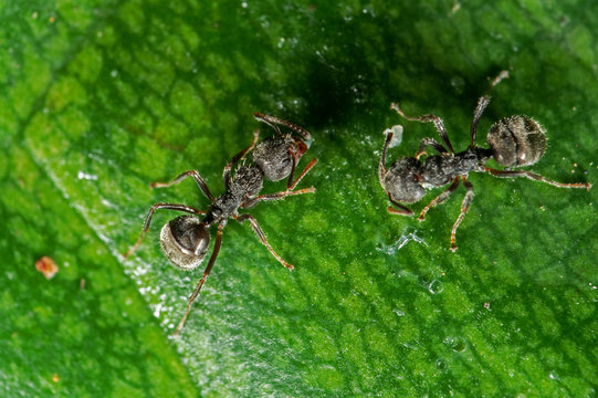 Macro Photo of Black Garden Ant on Green Leaf